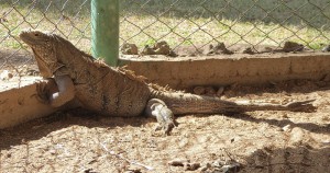 Leguan