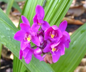 Orchideengarten