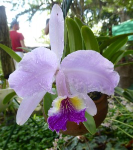 Orchideengarten