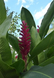 Orchideengarten