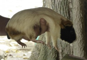 Meerschweinchen