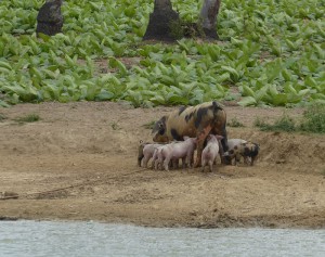 glückliche Schweine
