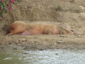 glückliche Schweine
