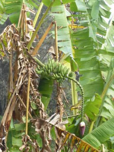 kubanische Bananen