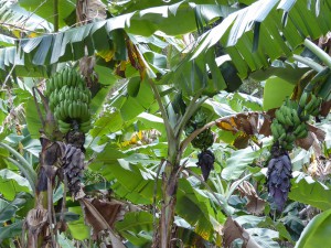 Bananen