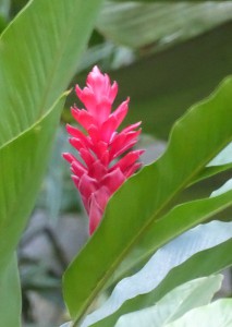 roter Ingwer