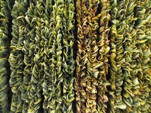 Besuch einer Tabakfarm
