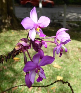 Orquideario Soroa