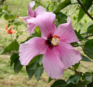 Orquideario Soroa