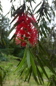 Orquideario Soroa