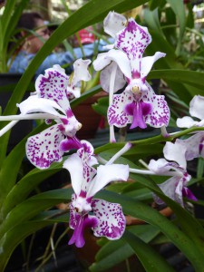 Orquideario Soroa