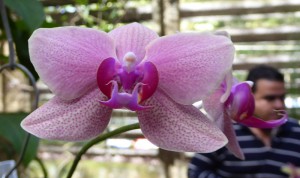 Orquideario Soroa