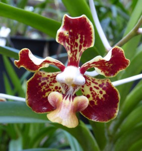 Orquideario Soroa
