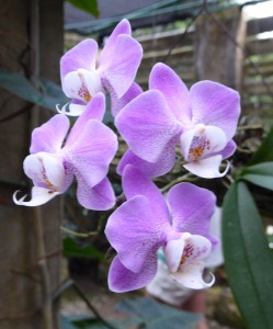 Orquideario Soroa
