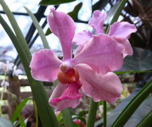 Orquideario Soroa