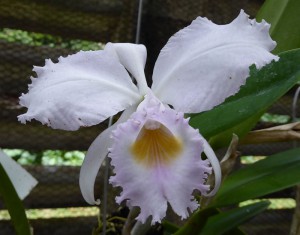 Orquideario Soroa