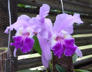 Orquideario Soroa