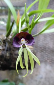 Orquideario Soroa
