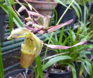 Orquideario Soroa