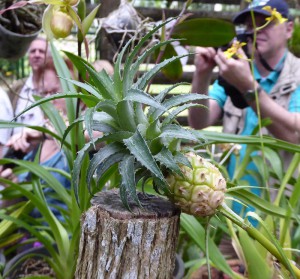 Orquideario Soroa