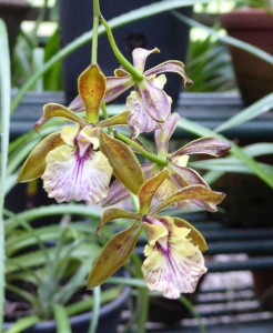Orquideario Soroa