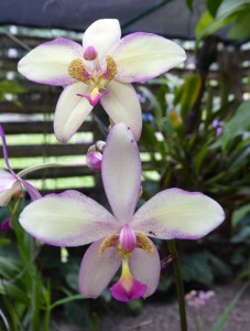 Orquideario Soroa