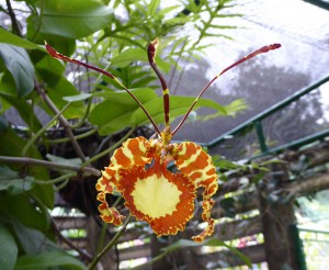 Orquideario Soroa