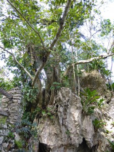 Orquideario Soroa