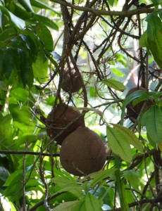 Orquideario Soroa