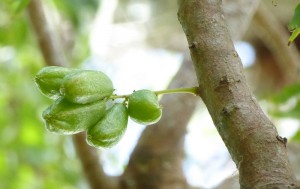 Orquideario Soroa