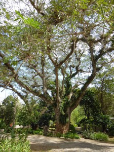 Orquideario Soroa