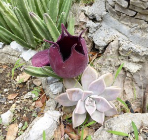 Orquideario Soroa