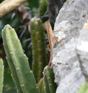 Orquideario Soroa