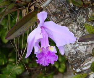 Orquideario Soroa