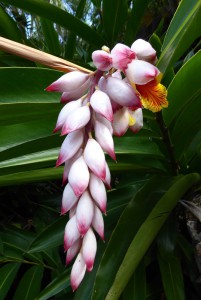 Orquideario Soroa