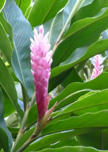 Orquideario Soroa