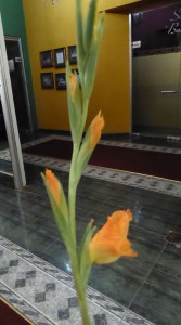 Blume für die Dame