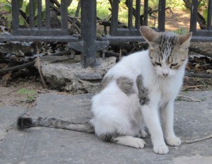 Katzen