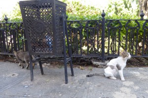 Katzen