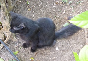 Katzen