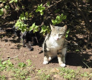 Katzen