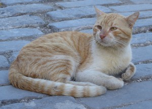 Hat hier jemand Katze gesagt?