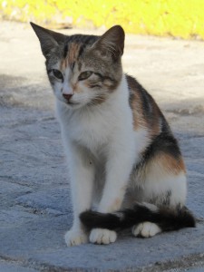 Hat hier jemand Katze gesagt?