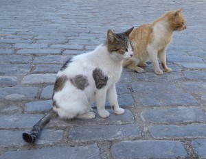 Hat hier jemand Katze gesagt?