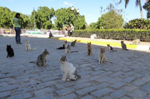 Hat hier jemand Katze gesagt?