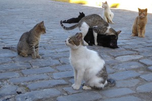 Hat hier jemand Katze gesagt?