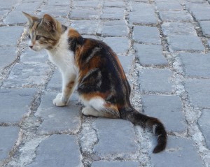 Hat hier jemand Katze gesagt?