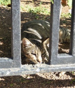 Hat hier jemand Katze gesagt?