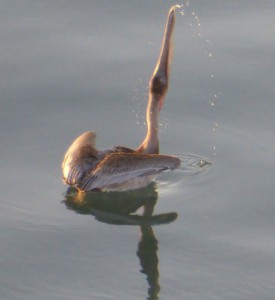Pelikane