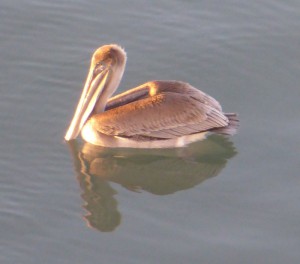 Pelikane